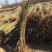 黄金蜜2号桃苗基地直销量大优惠死苗补发品种纯正