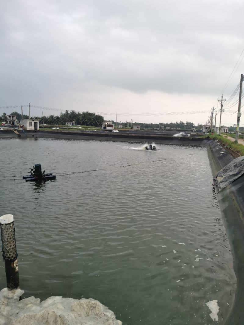海水石斑鱼养殖基地直销量大从优