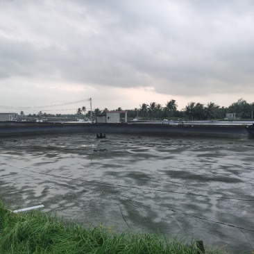 海水石斑鱼养殖基地直销量大从优