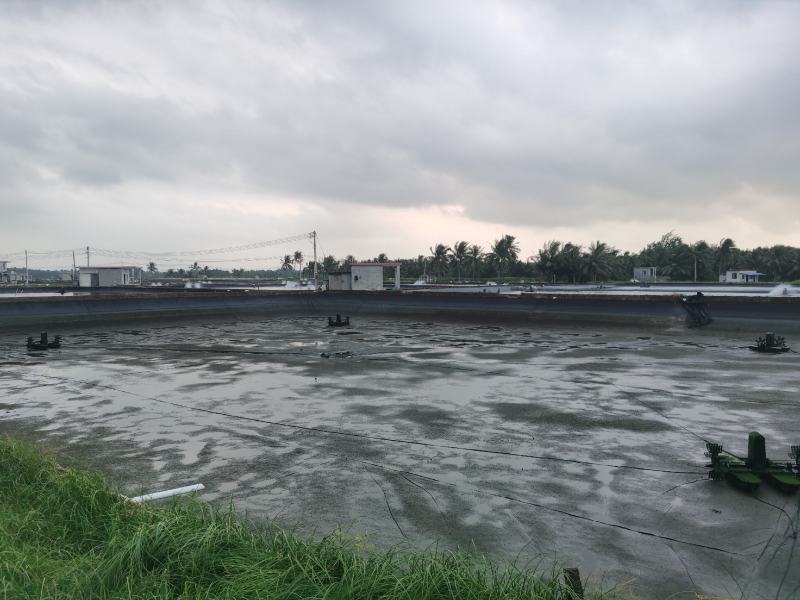 海水石斑鱼养殖基地直销量大从优