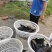 海水石斑鱼养殖基地直销量大从优