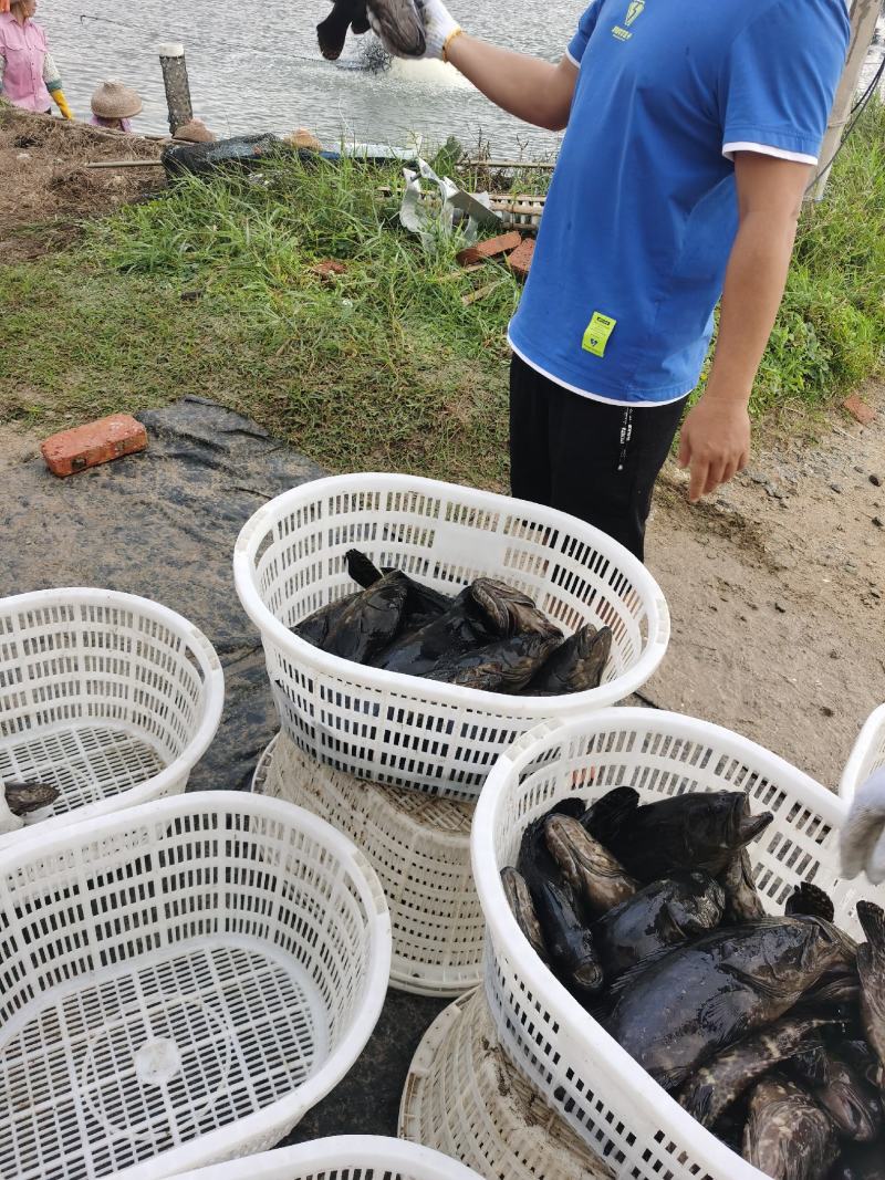 海水石斑鱼养殖基地直销量大从优
