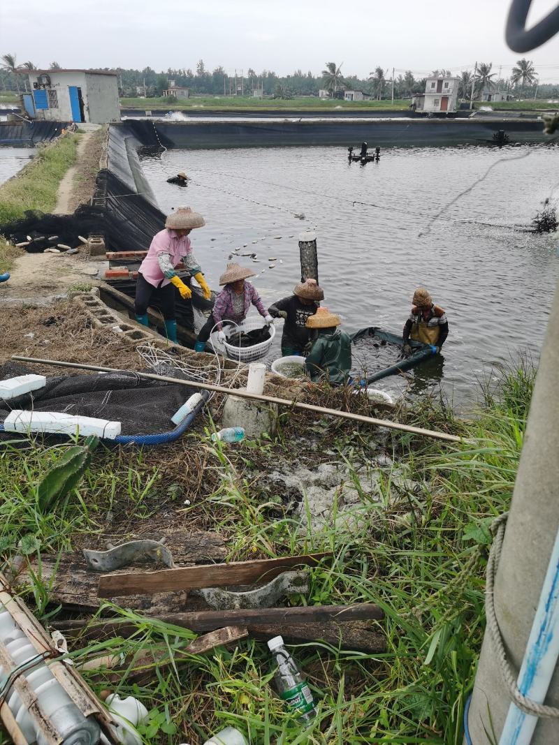 海水石斑鱼养殖基地直销量大从优
