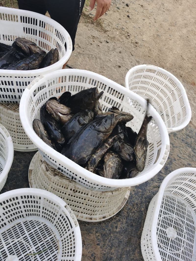 海水石斑鱼养殖基地直销量大从优