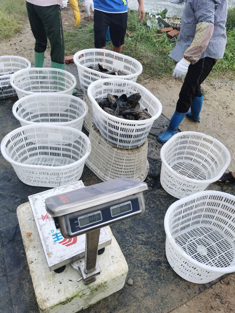 海水石斑鱼养殖基地直销量大从优