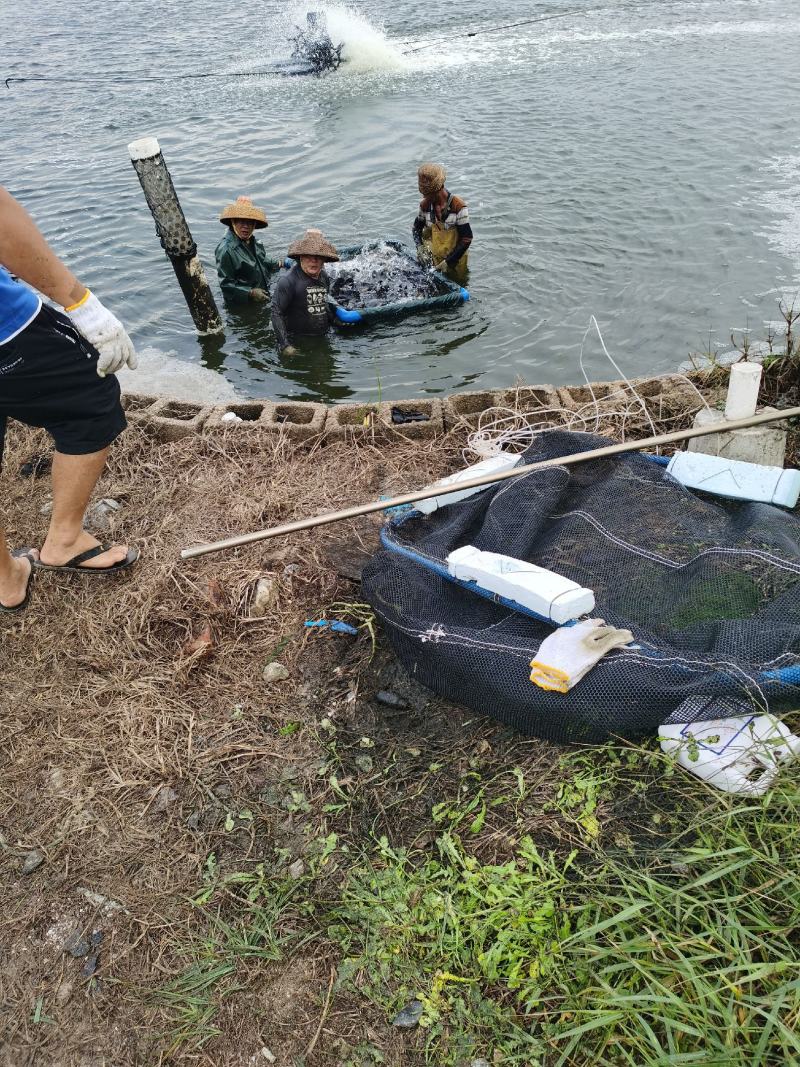 海水石斑鱼养殖基地直销量大从优