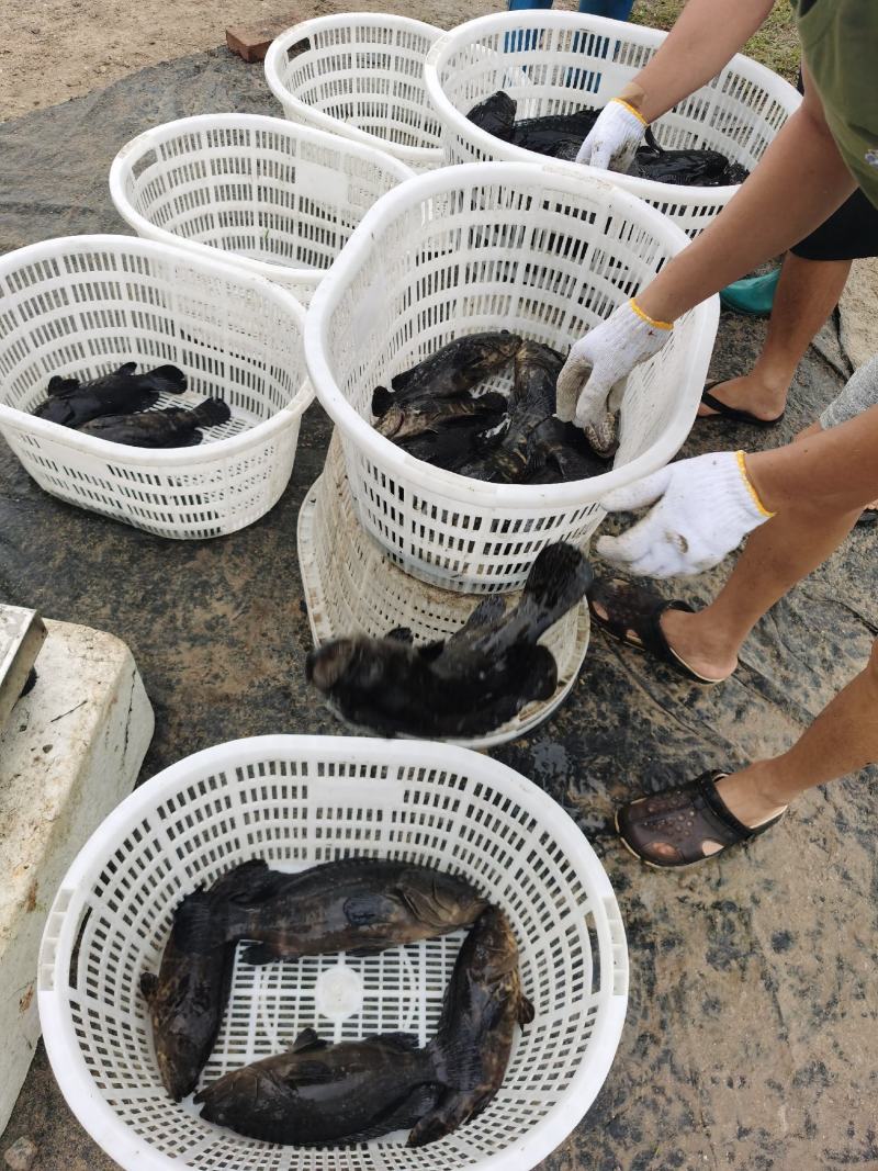 海水石斑鱼养殖基地直销量大从优