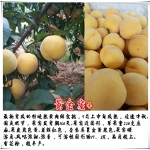 黄金蜜4号桃苗基地直销量大优惠保质保量品种纯正