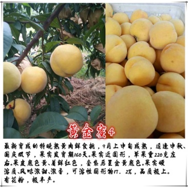 黄金蜜4号桃苗基地直销量大优惠保质保量品种纯正