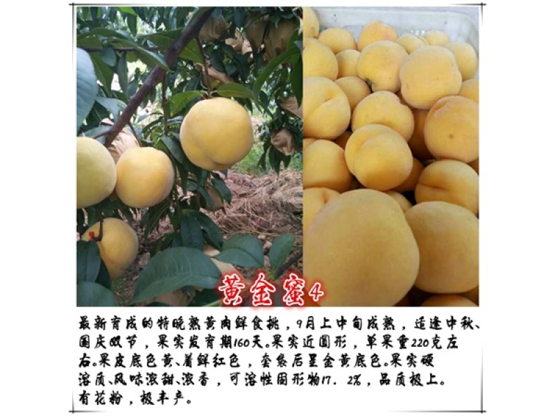 黄金蜜4号桃苗基地直销量大优惠保质保量品种纯正