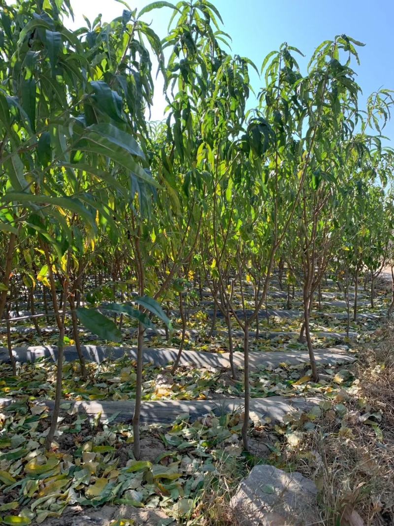 黄金蜜4号桃苗基地直销量大优惠保质保量品种纯正