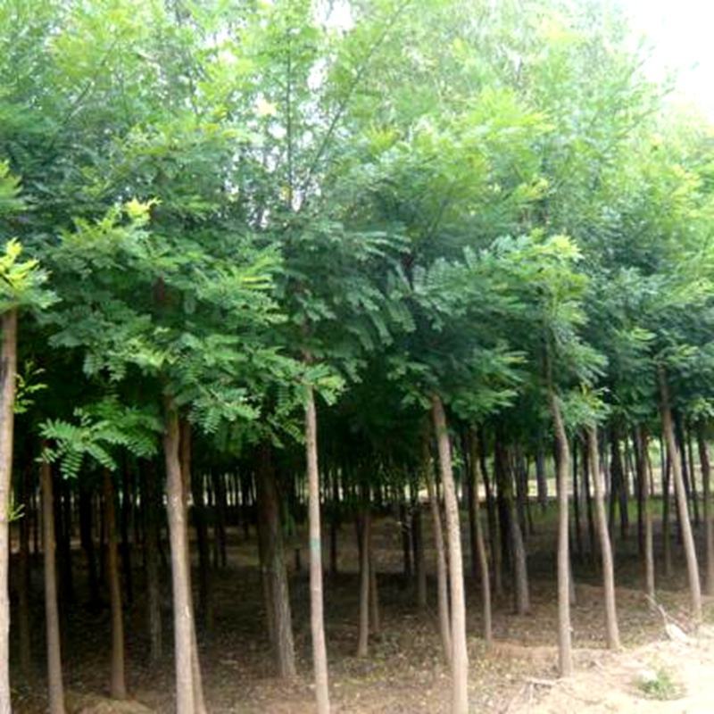 出售15-80国槐基地直供多规格品齐全可实地考察