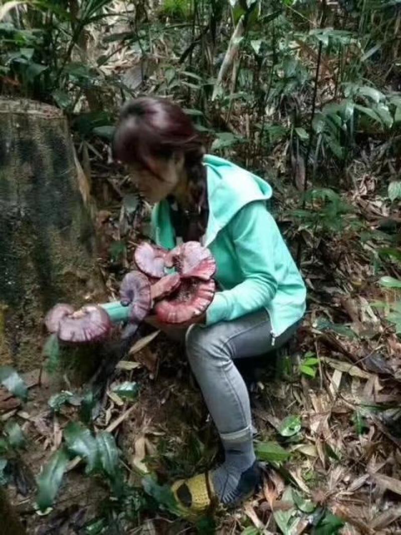 深山老林里天然生长的野生灵芝