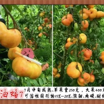 中油潘7号桃苗基地直销量大优惠死苗补发品种纯正