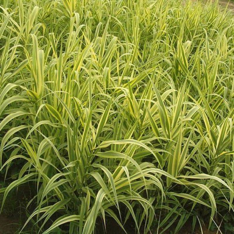 水生植物可地栽湿地花园花叶芦竹假山水培鱼池塘芦苇水池净化