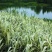 水生植物可地栽湿地花园花叶芦竹假山水培鱼池塘芦苇水池净化