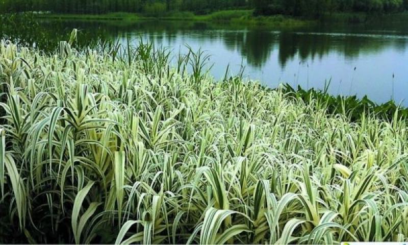 水生植物可地栽湿地花园花叶芦竹假山水培鱼池塘芦苇水池净化