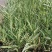 水生植物可地栽湿地花园花叶芦竹假山水培鱼池塘芦苇水池净化