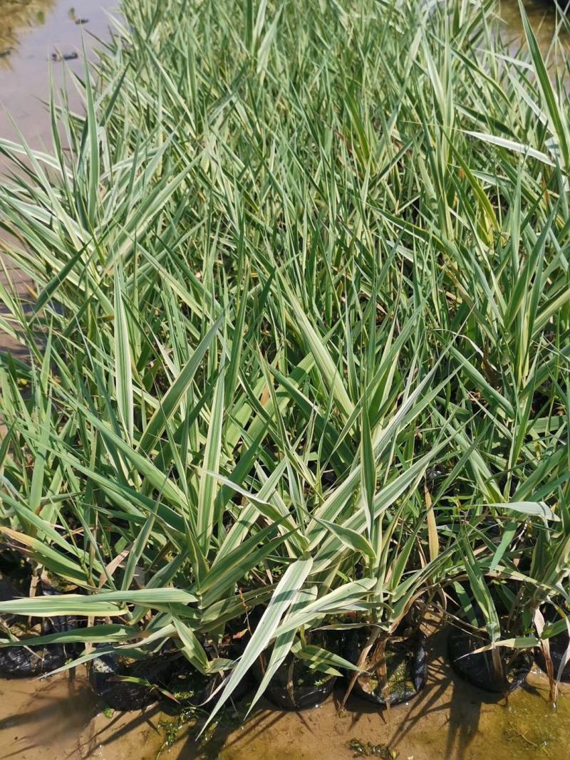 水生植物可地栽湿地花园花叶芦竹假山水培鱼池塘芦苇水池净化