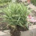 水生植物可地栽湿地花园花叶芦竹假山水培鱼池塘芦苇水池净化