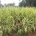水生植物可地栽湿地花园花叶芦竹假山水培鱼池塘芦苇水池净化