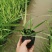 水生植物可地栽湿地花园花叶芦竹假山水培鱼池塘芦苇水池净化