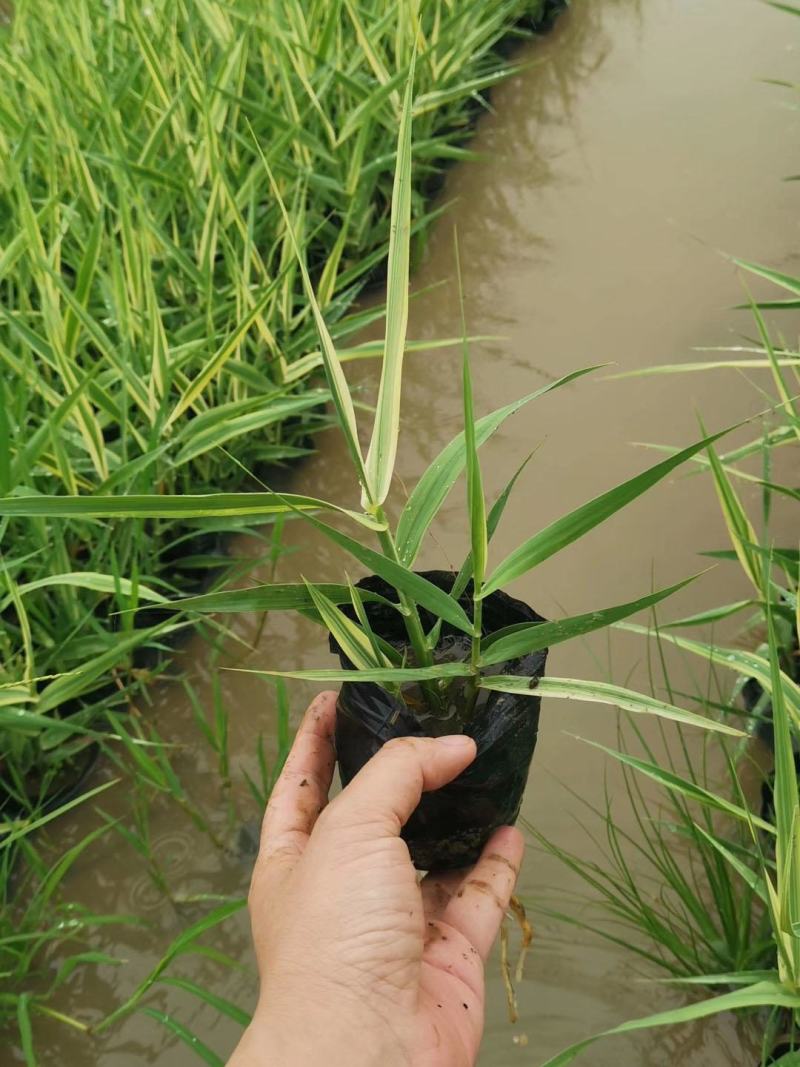 水生植物可地栽湿地花园花叶芦竹假山水培鱼池塘芦苇水池净化