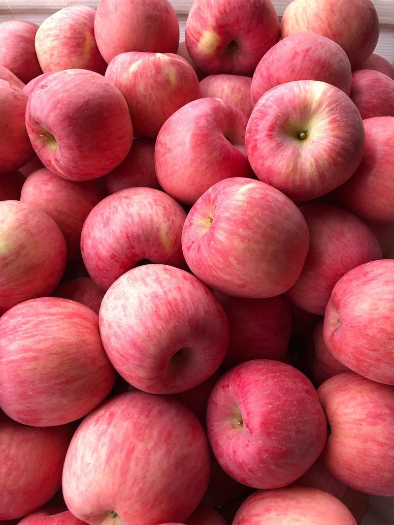 【精品优质苹果】红富士苹果产地直销，货源充足，量大优惠