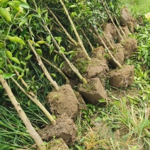 自家苗圃种植091无核沃柑，假植苗，杯苗，现挖现卖。