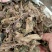 中药材野生新货草药杏香兔耳风朝天一支香500g包