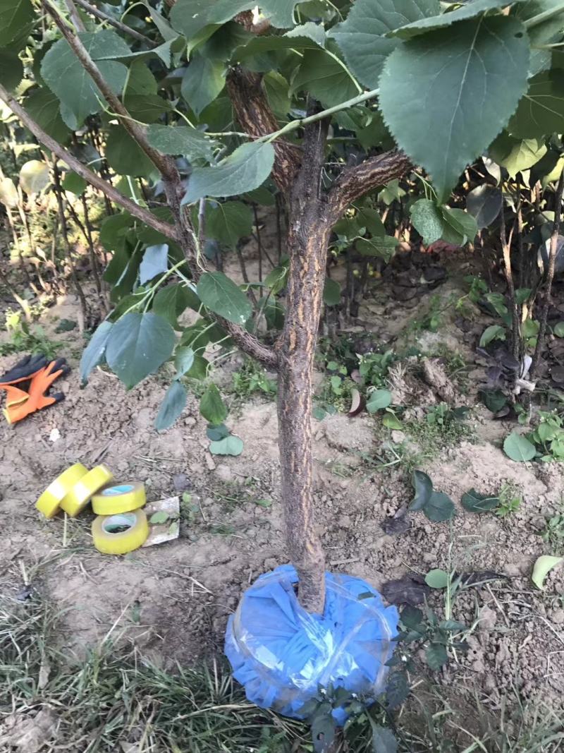 银白杏苗基地直销量大优惠保质保量死苗补发
