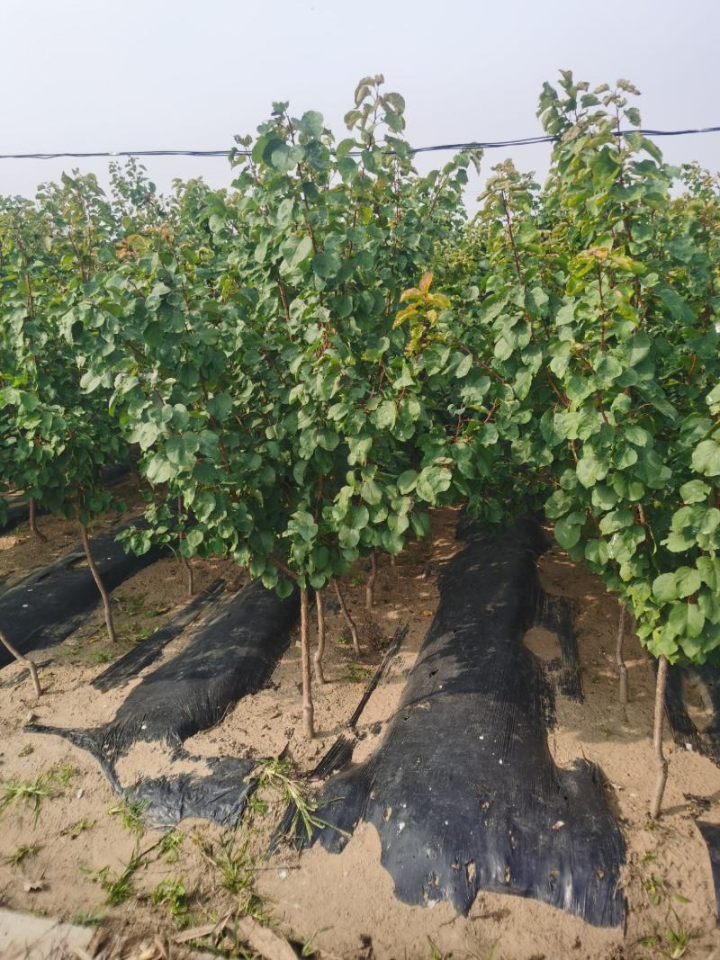银白杏苗基地直销量大优惠保质保量死苗补发