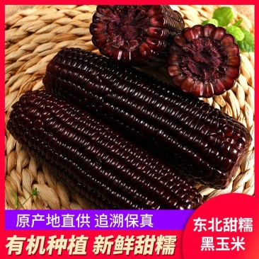 纯正的东北糯九玉米，东北味黑糯玉米！