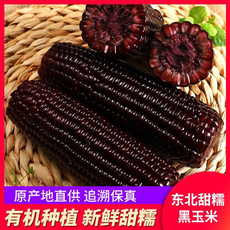 纯正的东北糯九玉米，东北味黑糯玉米！