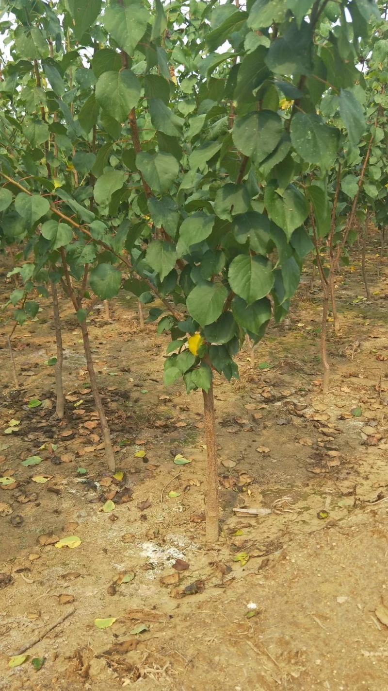 凯特杏苗基地直销量大优惠保质保量死苗补发