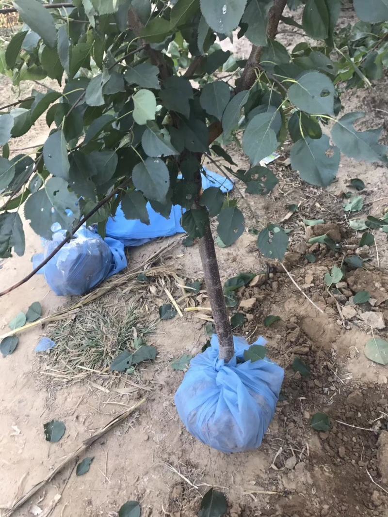 红丰杏苗基地直销量大优惠诚信商家保质保量
