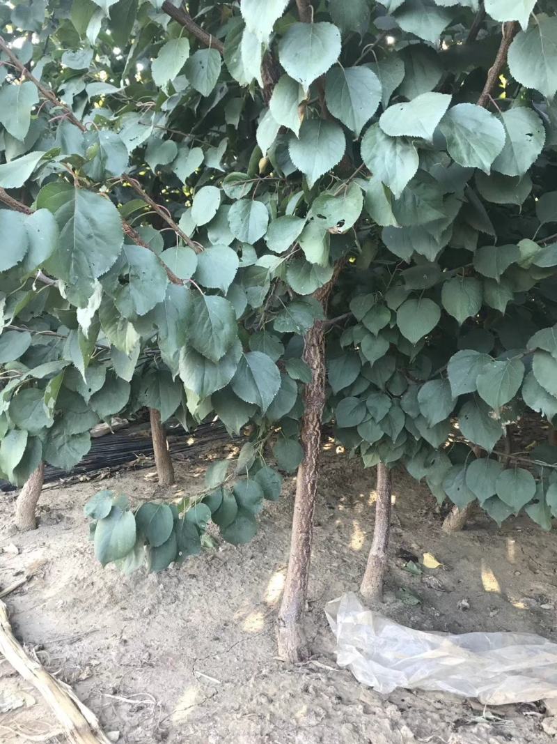 红丰杏苗基地直销量大优惠诚信商家保质保量
