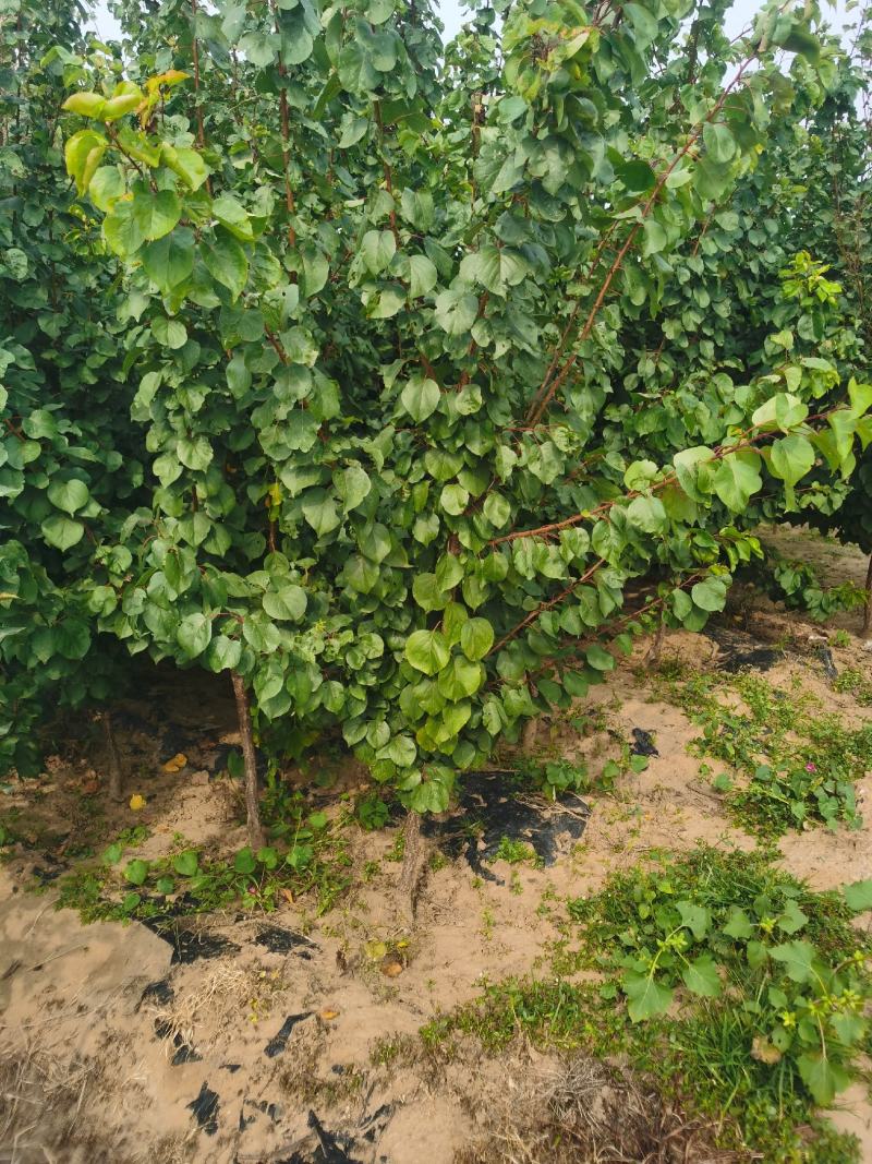 红丰杏苗基地直销量大优惠诚信商家保质保量