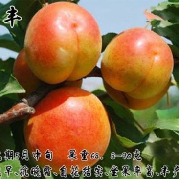 红丰杏苗基地直销量大优惠诚信商家保质保量