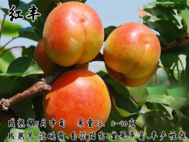 红丰杏苗基地直销量大优惠诚信商家保质保量