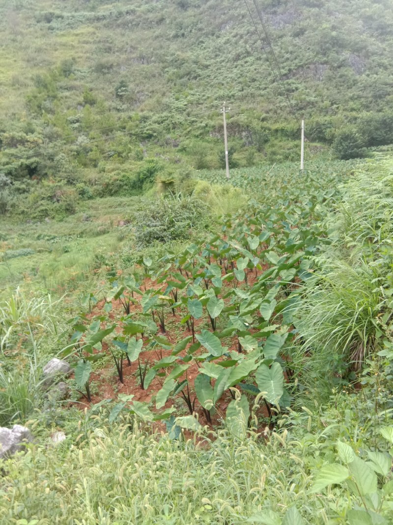 芋头也大上市。有实力的老板联系。靠谱的老板联系。货都是经