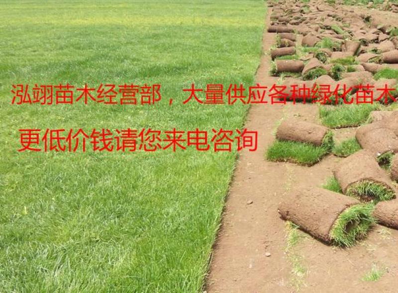 免修剪带泥土真草坪草皮四季青马尼拉果岭草小区庭院工程绿化
