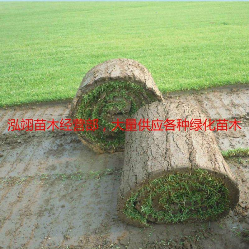 免修剪带泥土真草坪草皮四季青马尼拉果岭草小区庭院工程绿化