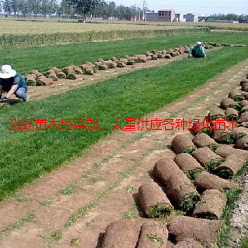 免修剪带泥土真草坪草皮四季青马尼拉果岭草小区庭院工程绿化