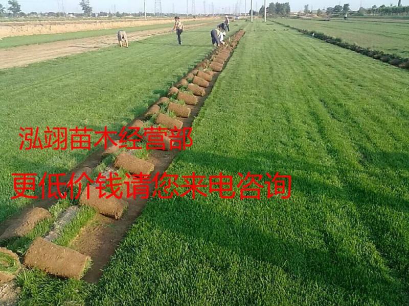 免修剪带泥土真草坪草皮四季青马尼拉果岭草小区庭院工程绿化