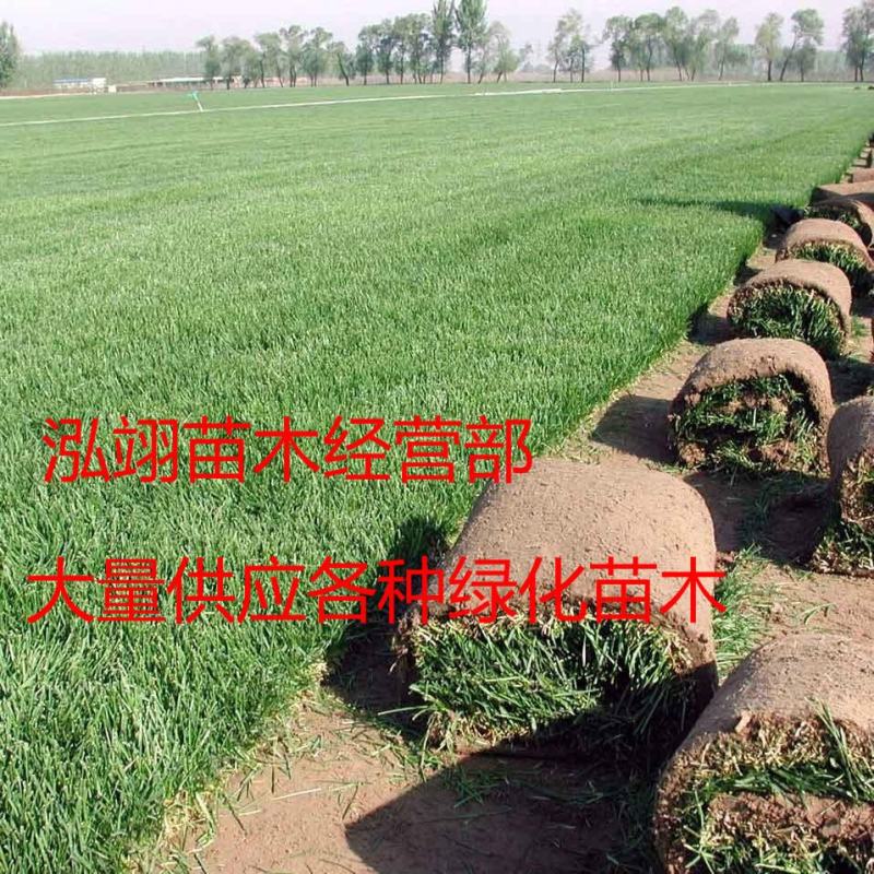 免修剪带泥土真草坪草皮四季青马尼拉果岭草小区庭院工程绿化