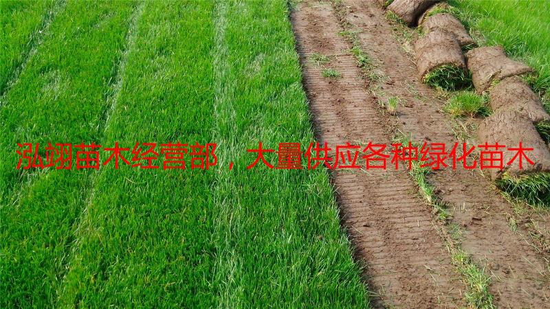 免修剪带泥土真草坪草皮四季青马尼拉果岭草小区庭院工程绿化