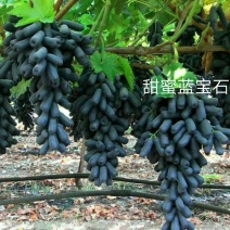甜蜜蓝宝石葡萄苗基地直销死苗补发量大优惠