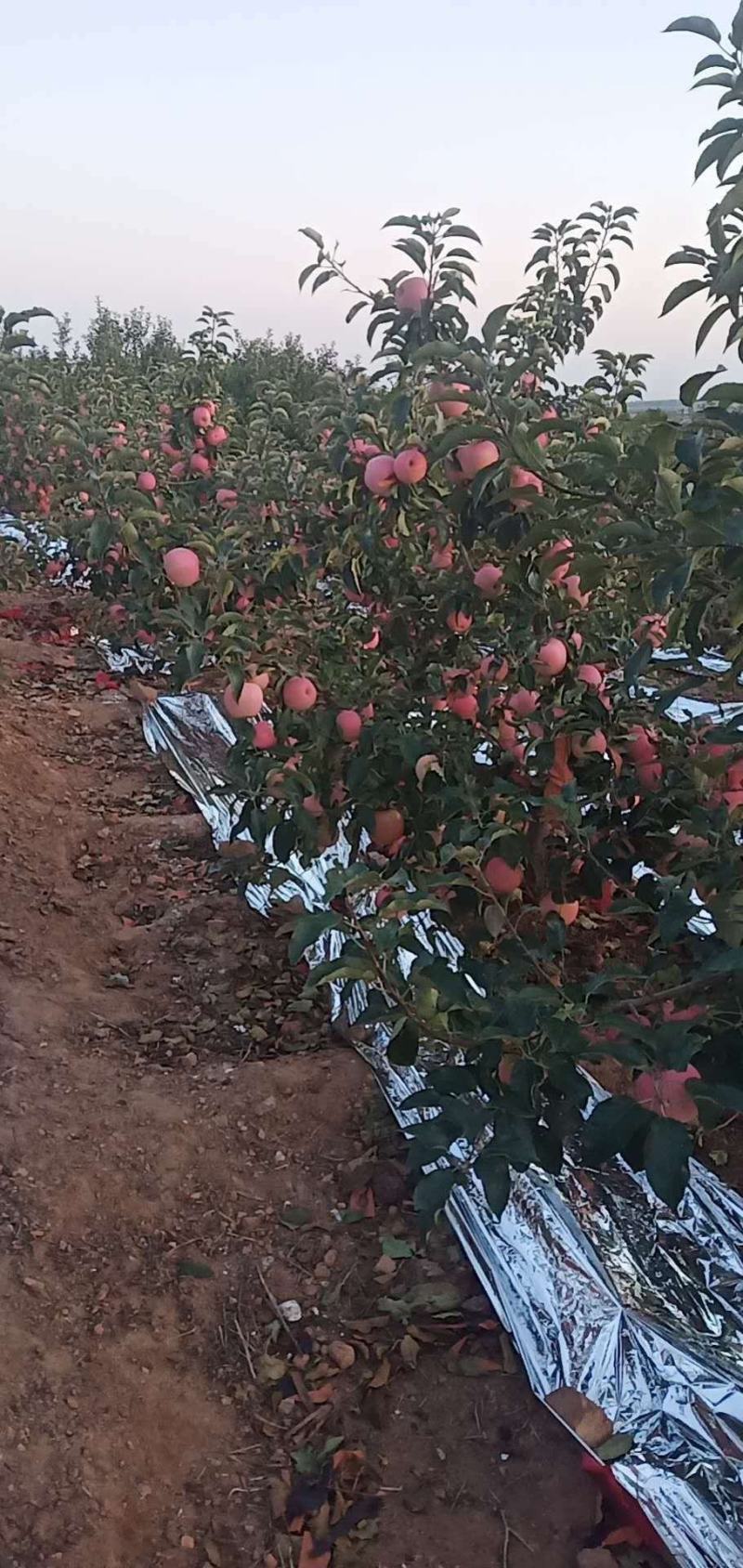 辽宁北镇寒富苹果大量上市果个均匀，颜色艳丽价格不高