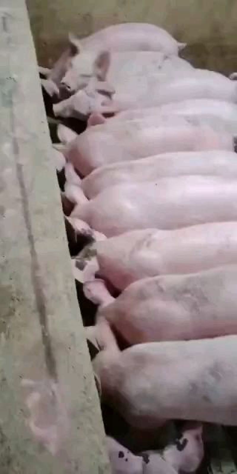 供应各品种猪苗70～120斤
